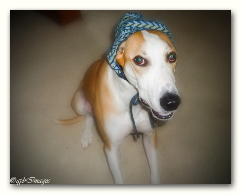 Greyhounds can be fashionable too...